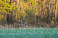 DSC_5313-2